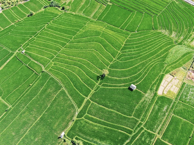 Tiket Tegalalang Rice Terrace (Foto hanya ilustrasi, bukan tempat sebenarnya) Sumber: unsplash/ Inés Álvarez Fdez