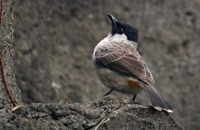 apakah burung kutilang dilindungi. Sumber: Pixabay/ignartonosbg