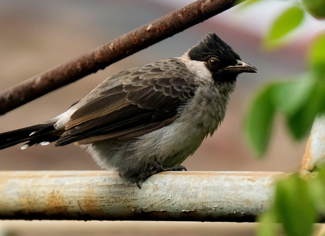 cara melatih kutilang cengkram. Sumber: Pixabay/ignartonosbg