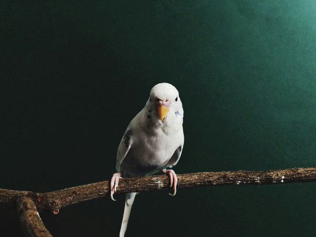Ilustrasi Cara Menghilangkan Suara Kutilang pada Murai. Unsplash.com/Quintch