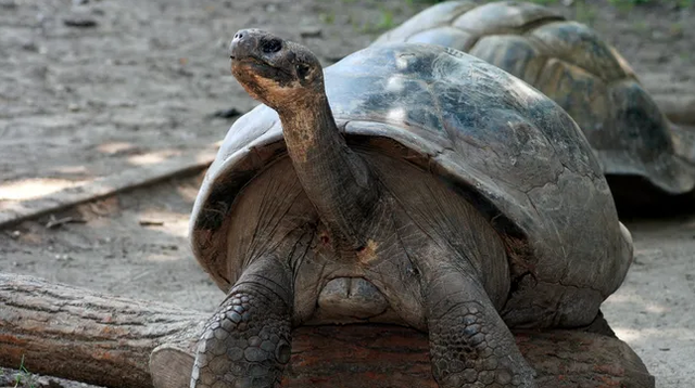 Mommy, kura-kura raksasa Galapagos yang sukses menjadi ibu di usia 100 tahun.  Foto: Philadelphia Zoo