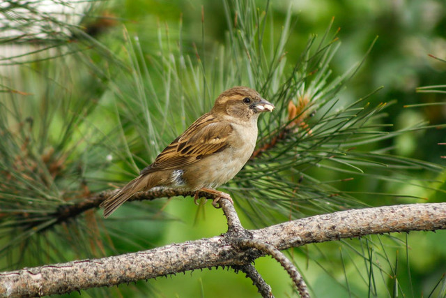 Ilustrasi Cara Ternak Pleci di Sangkar Gantung. pexels/betül akyürek