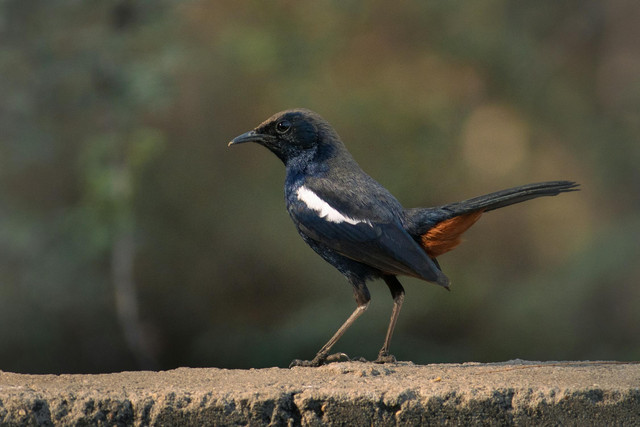 Ilustrasi 5 Penyebab Murai Batu Nabrak Sangkar yang Perlu Dihindari, Pexels/Harsh Suthar