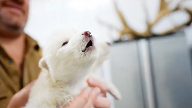 Tiga anak serigala hasil rekayasa genetika dari DNA hewan purba dire wolf berhasil dilahirkan. Foto: @Colossal/X