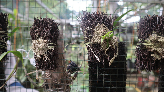 Greenhouse yang dibuat PT Bukit Asam dalam menjaga berbagai spesies anggrek hutan tropis di Sumatera Selatan. Foto: Dok. PT Bukit Asam