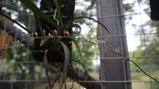 Konservasi anggrek bawang alias (Acriopsis lilifolia) di greenhouse buatan PT Bukit Asam. Foto: Dok. PT Bukti Asam
