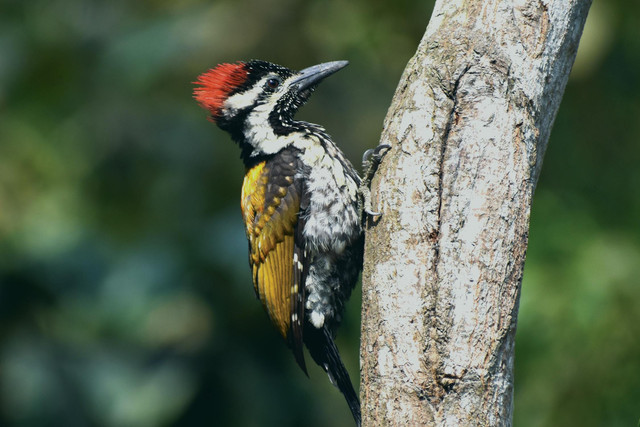 Ilustrasi manfaat burung pelatuk bawang. Foto: Pexels.com/Arup Singha