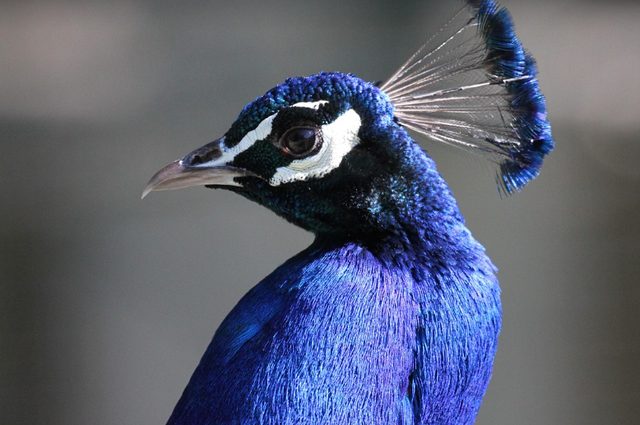 perbedaan burung merak dan burung hantu. Sumber: Pixabay/Schauhi