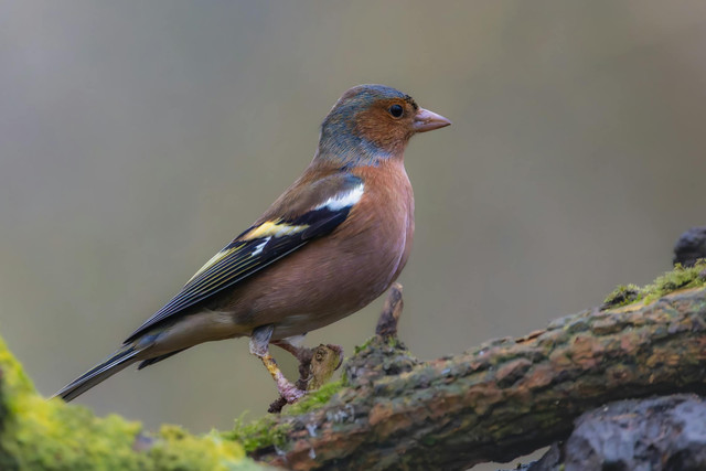 Ilustrasi cara menjodohkan burung puter. Foto: Pexels.com/Siegfried Poepperl
