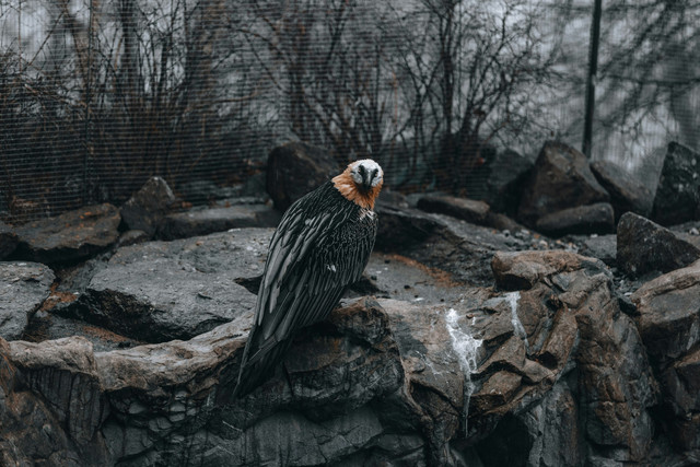 Ilustrasi apakah burung hantu dilindungi, Foto: Unsplash/Florian Schindler
