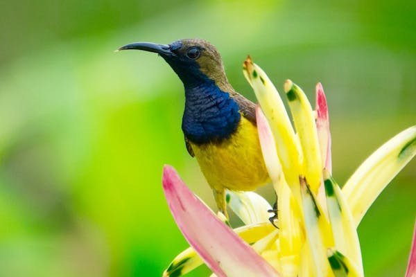 Ilustrasi Jenis Burung Sogon yang Bagus, Foto: Pexels/Wang Teck Heng