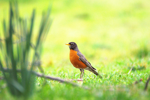 Ilustrasi cara memandikan burung pleci. Foto: Pexels.com/David Rear