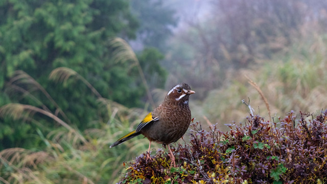 Ilustrasi cara ternak burung poksay hongkong. Foto; Unsplash/ Tseng Shiya