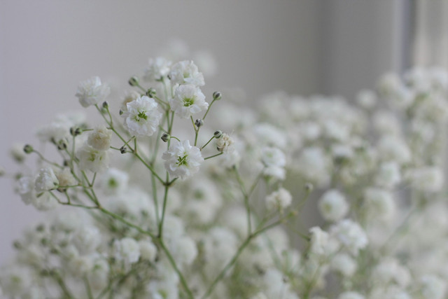 Ilustrasi arti bunga baby breath putih/Unsplash/Tatiana Koroleva