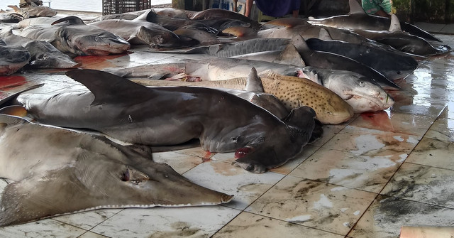 Berbagai jenis hiu tergetak di Tempat Pelalangan Ikan (TPI) Tanjung Luar (dokumentasi lapang tim Indonesia Biru Foundation)
