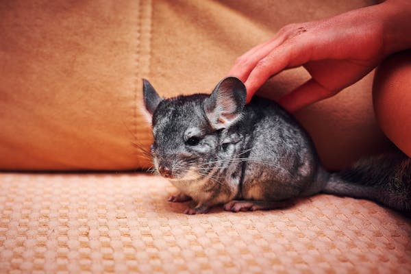 Ilustrasi Perbedaan Chinchilla dan Hamster, Foto: Pexels/Bulat Khamitov