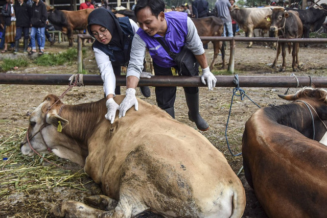 Petugas Kesehatan Hewan (PKH) dari Dinas Pertanian dan Ketahanan Pangan (DKPP) Kabupaten Tasikmalaya memeriksa kesehatan sapi di Pasar Hewan Manonjaya, Jawa Barat, Rabu (12/7/2023). Foto: ANTARA FOTO/Adeng Bustomi