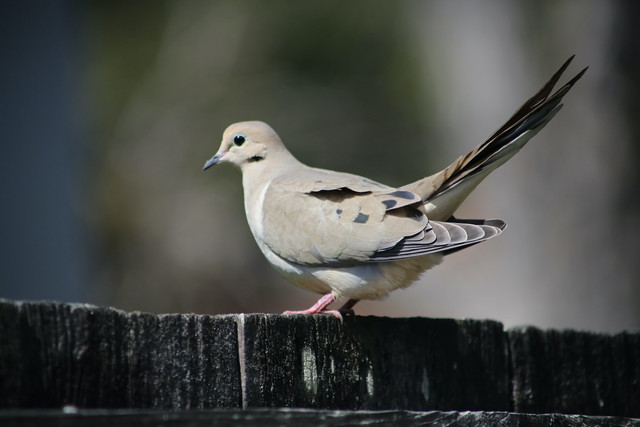 Ilustrasi ciri-ciri burung tekukur sakit. Unsplash/Sean Thoman.