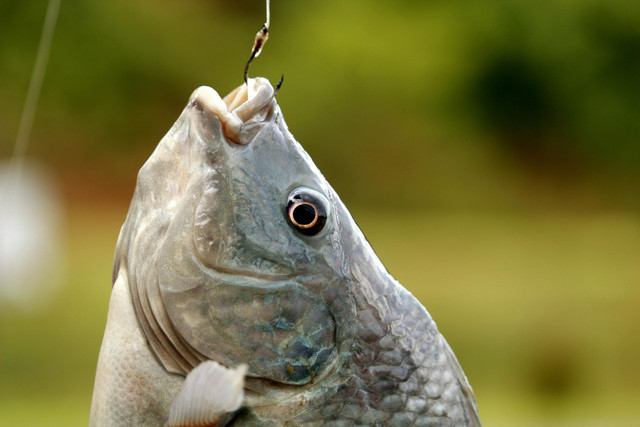 Ilustrasi Kenapa ikan sapu-sapu cepat mati. Foto: Pexels.com/Landiva Weber