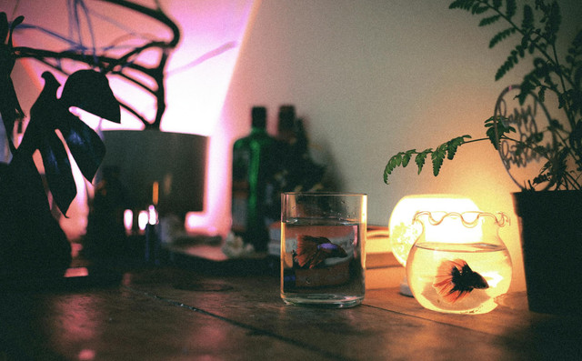 Ilustrasi Apakah ikan sapu-sapu bisa membersihkan lumut. Foto: Pexels.com/Luyên TC