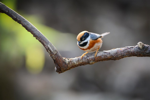 Ilustrasi Usia Tekukur Mulai Bunyi,Foto:Pexels/Bitnik Gao