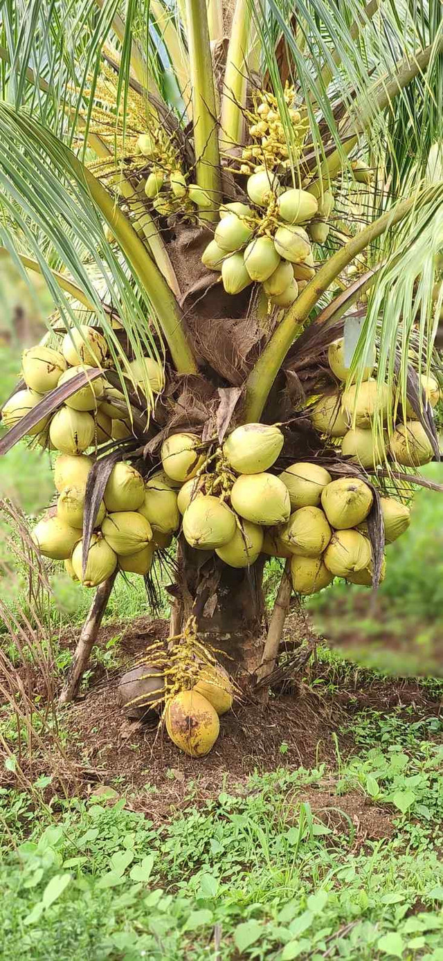 VUB Kelapa Genjah Kuning Nias yang memiliki potensi tinggi jumlah buah dan nira (Foto: Dokpri)