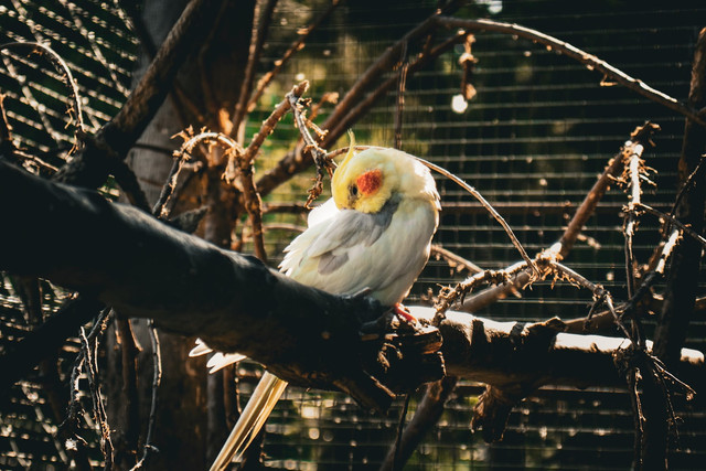 Ilustrasi Apakah Burung Cendrawasih Memiliki Kulit Kering. Unsplash.com/Oleksandr Kuzmin
