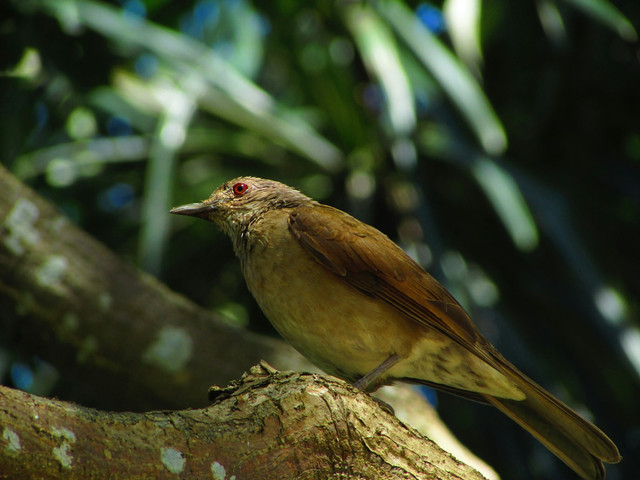 Ilustrasi Ciri Burung Rengganis Jantan. Unsplash.com/Clau 78