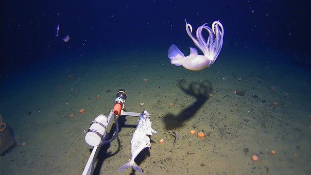 Penampakan Moratoothopsis longimana, cumi-cumi putih pucat dengan tentakel panjang, terekam kamera ekspedisi peneliti. Foto: Minderoo-UWA Deep-Sea Research Centre dan Inkfish.