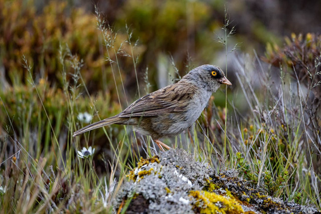 Ilustrasi Ciri Burung Opior Paruh Tebal Jantan,Foto:Pexels/Diego Madrigal