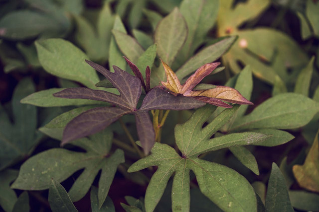 Ilustrasi manfaat daun ubij jalar. Foto: Pexels