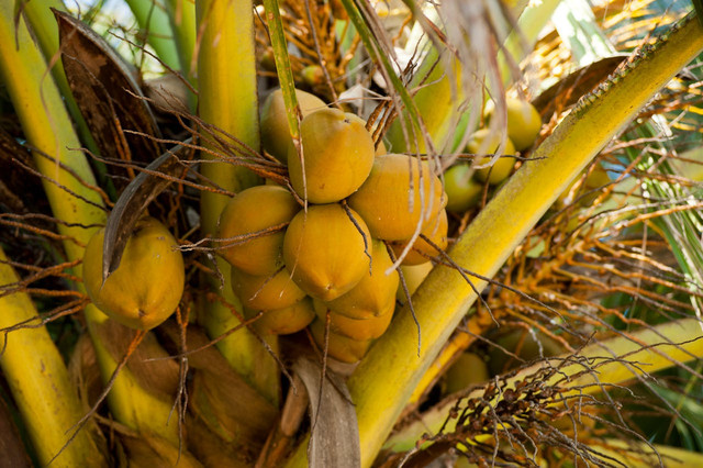Ilustrasi manfaat air kelapa untuk menurunkan demam. Foto: Pexels