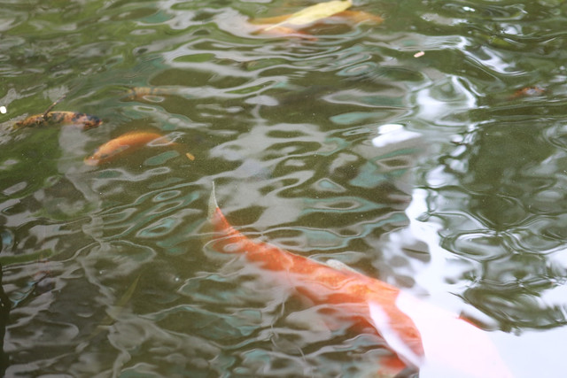 Misteri Ikan Dewa Cibulan. Foto hanya sebagai ilustrasi saja, bukan tempat sebenarnya. Sumber: Unsplash/9am herday.