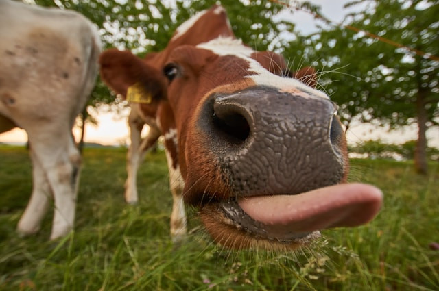Ilustrasi Apa Itu Lirili Larila. Foto: dok. Unsplash/Wolfgang Hasselmann