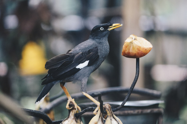 Burung Jalak Kebo. Foto: Reezky Pradata/Shutterstock