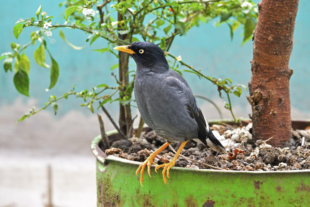 Burung Jalak Kebo. Foto: Tinov Kurniawan/Shutterstock