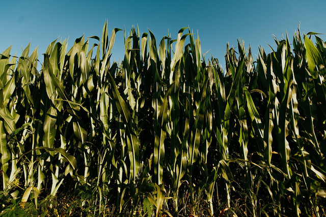 Ilustrasi ciri-ciri jagung busuk batang, foto: unsplash/Meredith Petrick