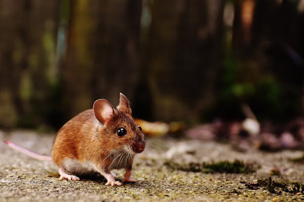 Ilustrasi Apakah Tikus Kecil Bisa Memanjat?, Foto: Pexels/Alexas Fotos