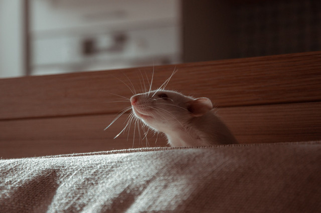 Ilustrasi Apakah Tikus Makan Ulat, Foto:Unsplash/Oxana Golubets