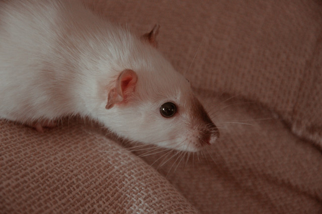 Ilustrasi Apakah Tikus Bisa Loncat, Foto:Unsplash/Oxana Golubets
