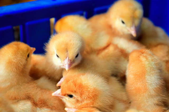 Ilustrasi ciri anak ayam yang baru menetas. Unsplash/Mulugeta Wolde.