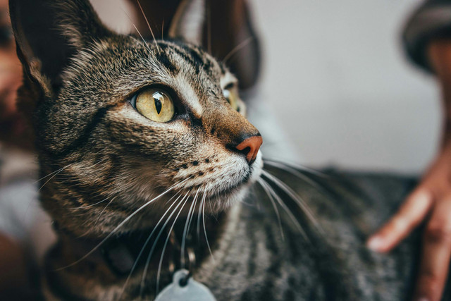 Ilustrasi kenapa warna mata kucing berubah-ubah. Foto: Pexels.com/Ali Alcántara