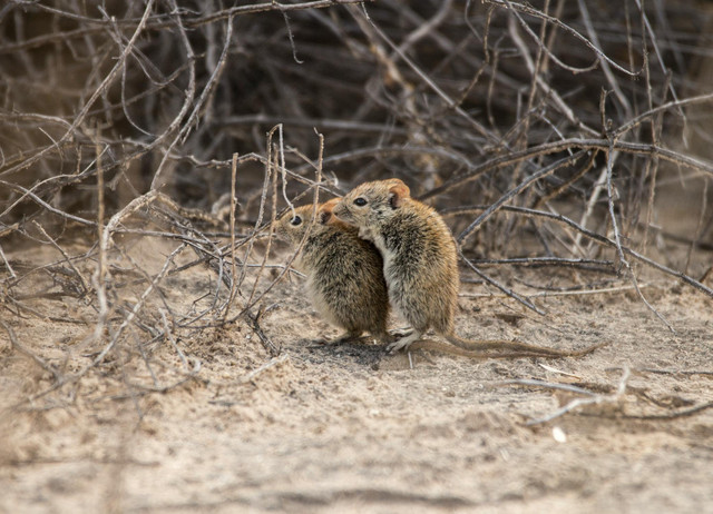 Ilustrasi ciri khas tikus gurun. Foto: Pexels.com/Charmain Jansen van Rensburg