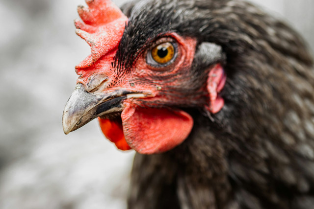 Ilustrasi 5 Penyebab Mata Ayam Berbusa yang Wajib Dihindari. Foto: Unsplash/Олександр К