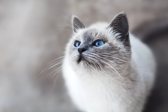 Ilustrasi Kenapa Hidung Kucing Warna Pink, Foto: Unsplash/Mikhail Vasilyev