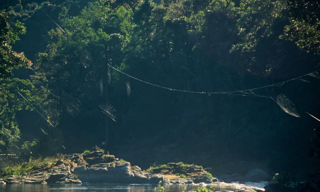 Jaring sutra yang dibuat oleh laba-laba kulit kayu darwin menyebrang sebuah sungai. Foto: PLOS ONE