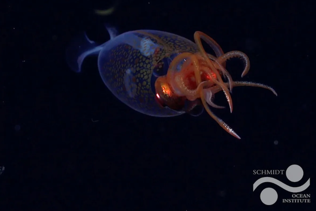 Pengamatan pertama yang dikonfirmasi dari cumi-cumi kolosal, Mesonychoteuthis hamiltoni, di habitat aslinya. Foto: ROV SuBastian/Schmidt Ocean Institute