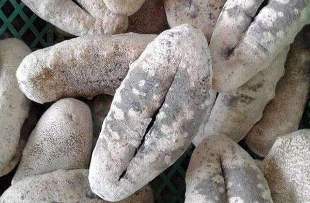 Teripang susu putih (Holothuria fuscogilva/ White Teatfish) asal Sulawesi Utara, diekspor perdana ke Amerika Serikat.