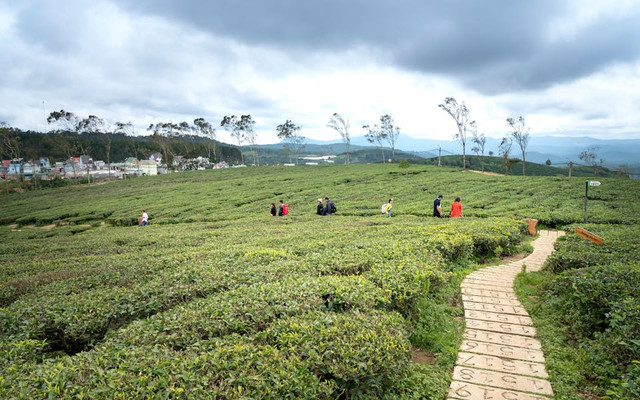 Kebun Teh Jamus. Foto hanya ilustrasi, bukan tempat sebenarnya. Sumber: pexels.com/Quang Nguyen Vinh