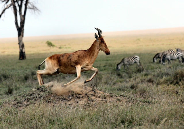 Sejarah Taman Safari. Foto hanya ilustrasi. Sumber foto: Unsplash/Joel